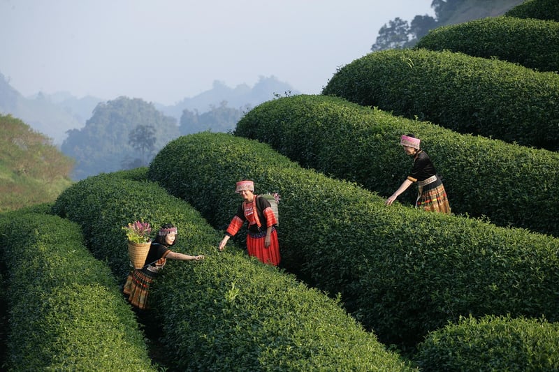 Enchanted Experiences