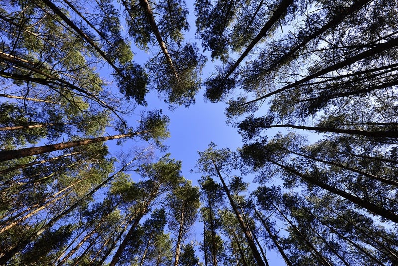 Feast Under Canopy
