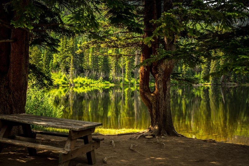 Forest Picnic